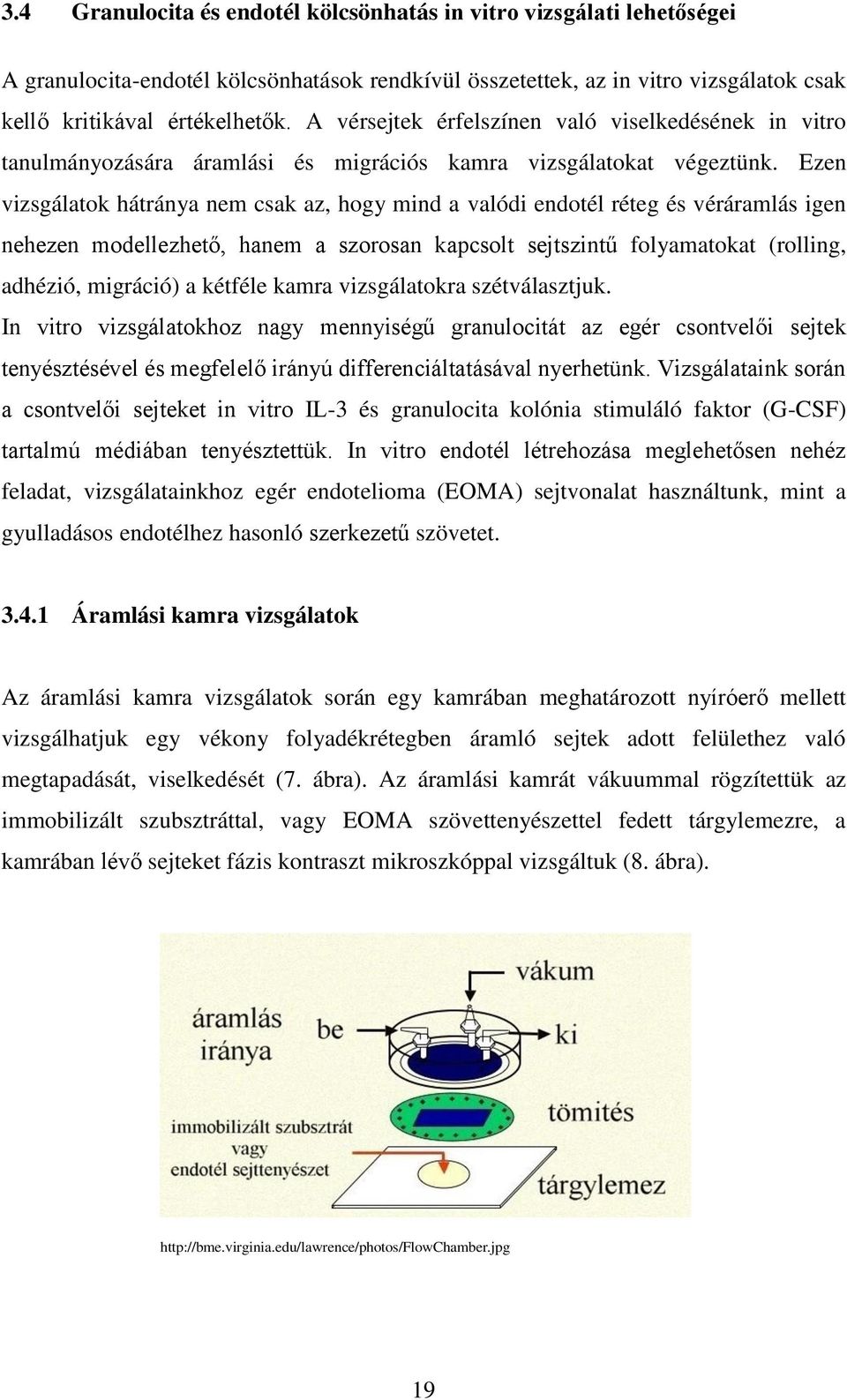 Ezen vizsgálatok hátránya nem csak az, hogy mind a valódi endotél réteg és véráramlás igen nehezen modellezhető, hanem a szorosan kapcsolt sejtszintű folyamatokat (rolling, adhézió, migráció) a