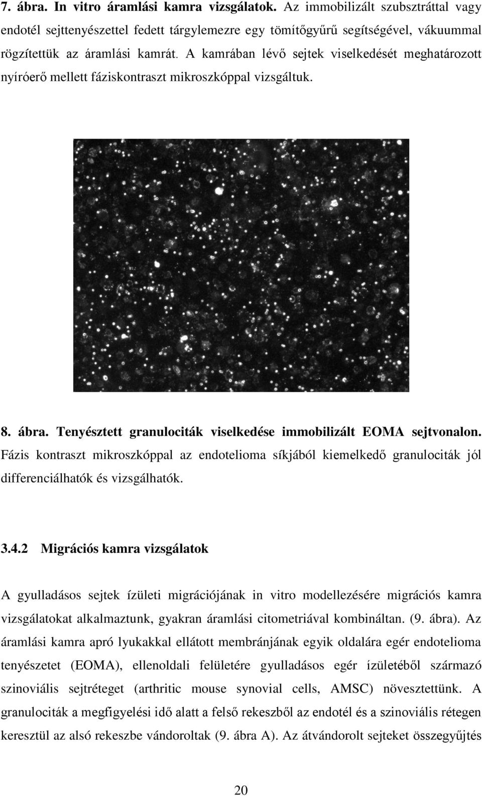 Fázis kontraszt mikroszkóppal az endotelioma síkjából kiemelkedő granulociták jól differenciálhatók és vizsgálhatók. 3.4.