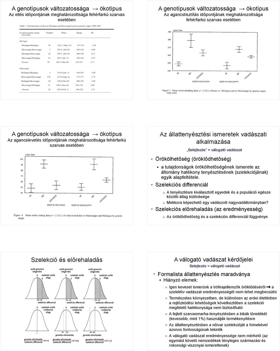 Selejtezés = válogató vadászat Örökölhetőség (öröklődhetőség) a tulajdonságok örökölhetőségének ismerete az állomány hatékony tenyésztésének (szelekciójának) egyik alapfeltétele.