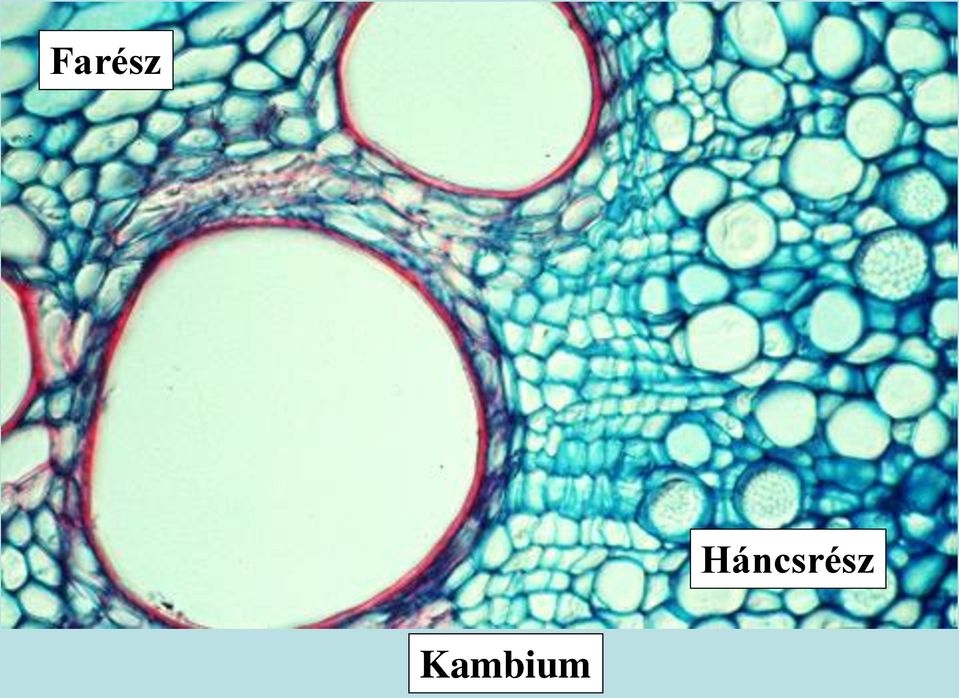 Kambium