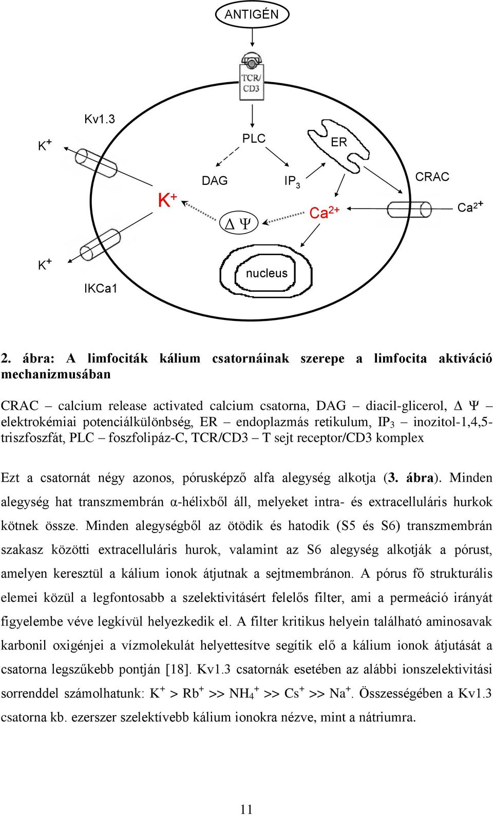 endoplazmás retikulum, IP 3 inozitol-1,4,5- triszfoszfát, PLC foszfolipáz-c, TCR/CD3 T sejt receptor/cd3 komplex Ezt a csatornát négy azonos, pórusképző alfa alegység alkotja (3. ábra).