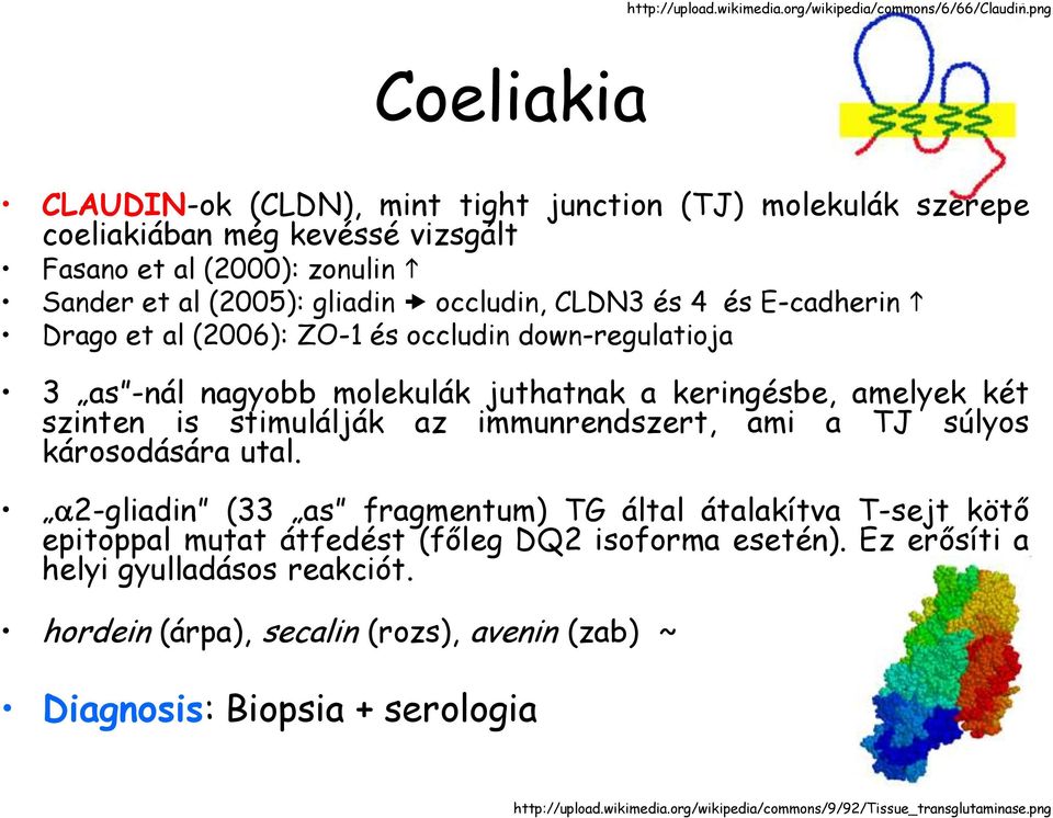 E-cadherin h Drago et al (2006): ZO-1 és occludin down-regulatioja 3 as -nál nagyobb molekulák juthatnak a keringésbe, amelyek két szinten is stimulálják az immunrendszert, ami a TJ súlyos