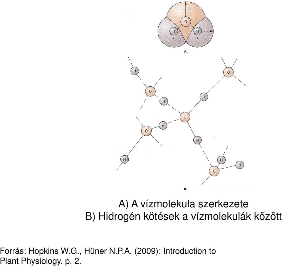 között Forrás: Hopkins W.G., Hüner N.