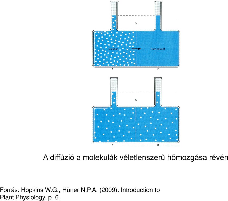 Forrás: Hopkins W.G., Hüner N.P.A.