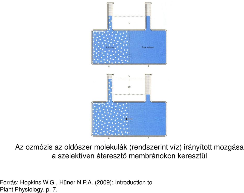 membránokon keresztül Forrás: Hopkins W.G.