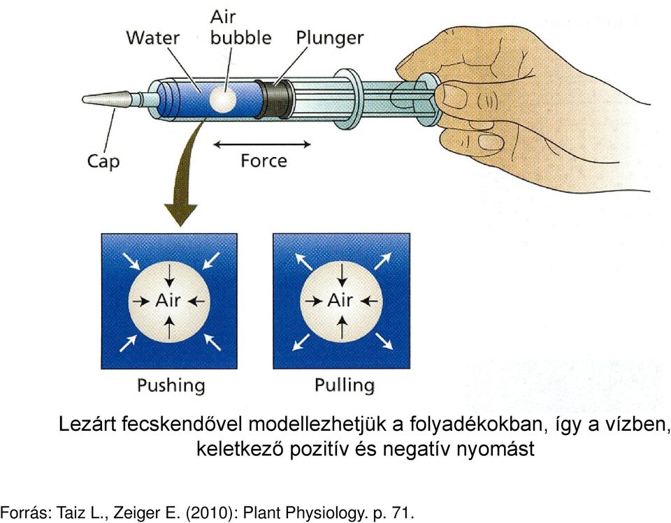 pozitív és negatív nyomást Forrás: Taiz