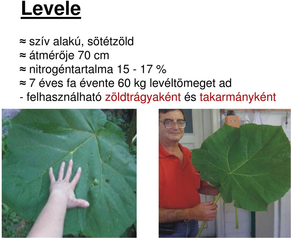 fa évente 60 kg levéltömeget ad -