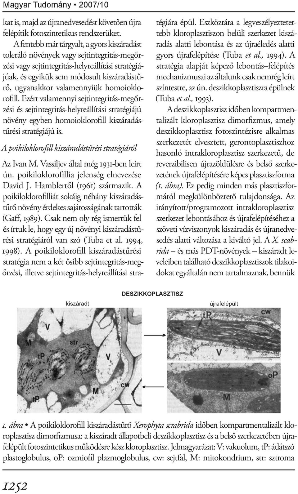 valamennyiük homoioklorofill. Ezért valamennyi sejtintegritás-megőrzési és sejtintegritás-helyreállítási stratégiájú növény egyben homoioklorofill kiszáradástűrési stratégiájú is.