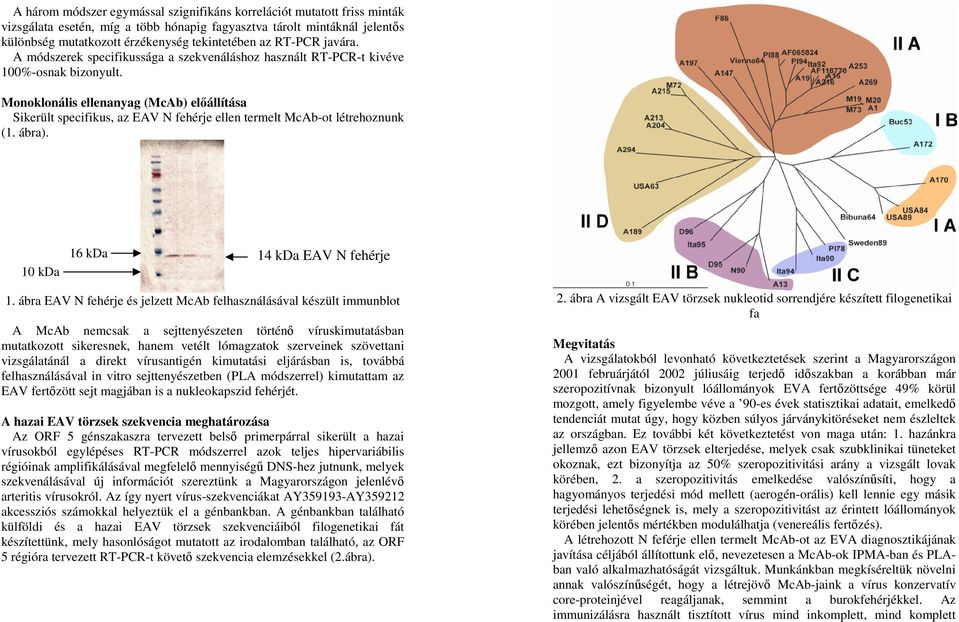 Monoklonális ellenanyag (McAb) előállítása Sikerült specifikus, az EAV N fehérje ellen termelt McAb-ot létrehoznunk (1. ábra). 10 kda 16 kda 14 kda EAV N fehérje 1.