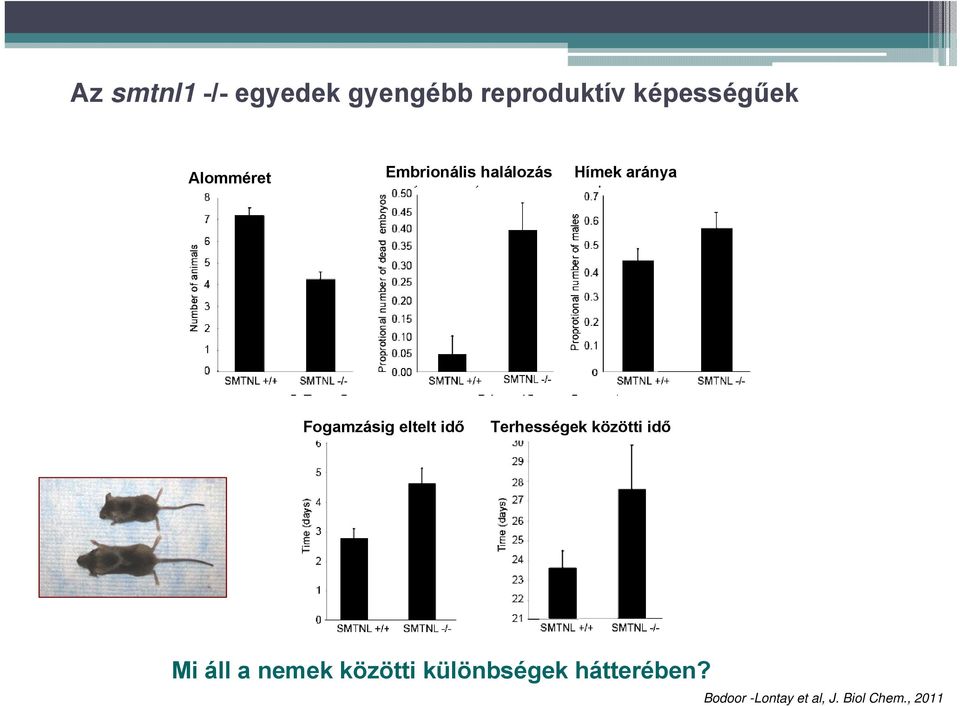 eltelt idő Terhességek közötti idő Mi áll a nemek közötti