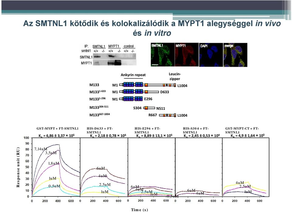 HIS-S304 + FT- SMTNL1 GST-MYPT-CT + FT- SMTNL1 K A = 6,86 ± 3,37 10 5 K A = 2,18 ± 0,78 10 6 K A = 8,89 ± 13,1 10 5 K A = 2,45 ± 0,53 10