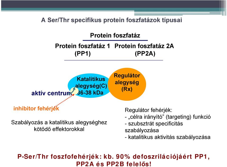 alegységhez kötődő effektorokkal Regulátor fehérjék: - célra irányító (targeting) funkció - szubsztrát specificitás