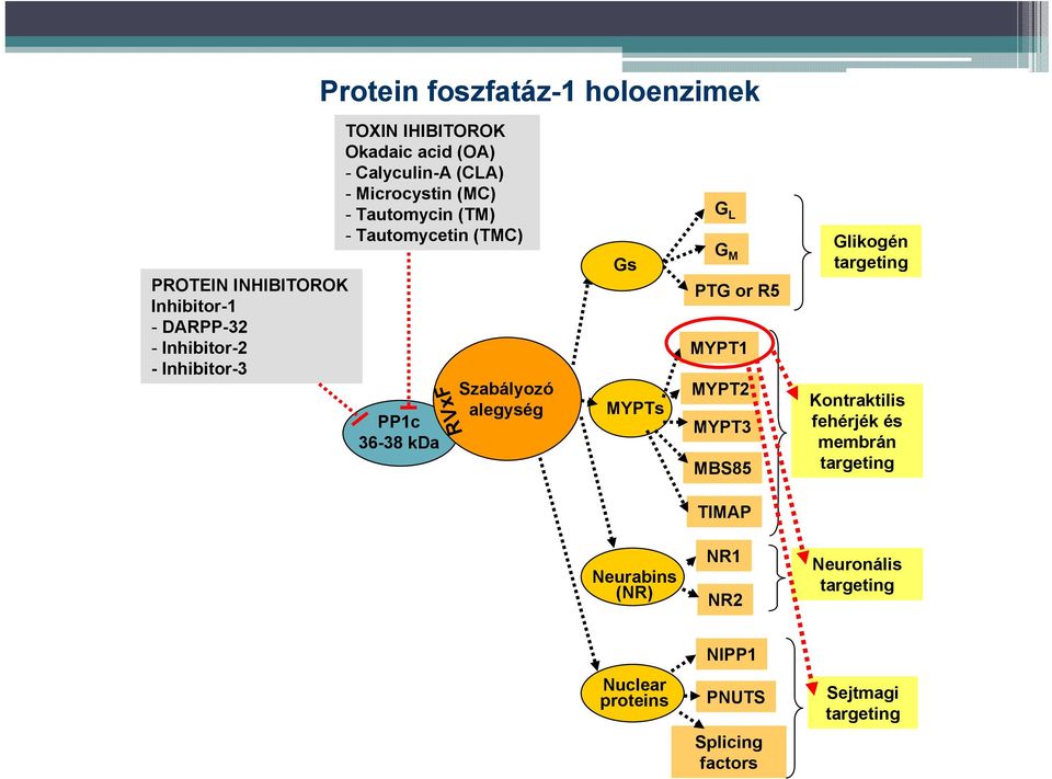 Szabályozó alegység Gs MYPTs G L G M PTG or R5 MYPT1 MYPT2 MYPT3 MBS85 Glikogén targeting Kontraktilis fehérjék és