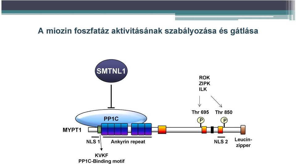 ILK PP1C Thr 695 Thr 850 MYPT1 NLS 1