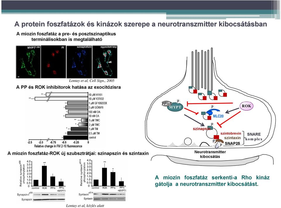 , 2005 A PP és ROK inhibitorok hatása az exocitózisra P PP1cδ MYPT P MLC20 ROK A miozin foszfatáz-rok új szubsztrátjai: szinapszin és