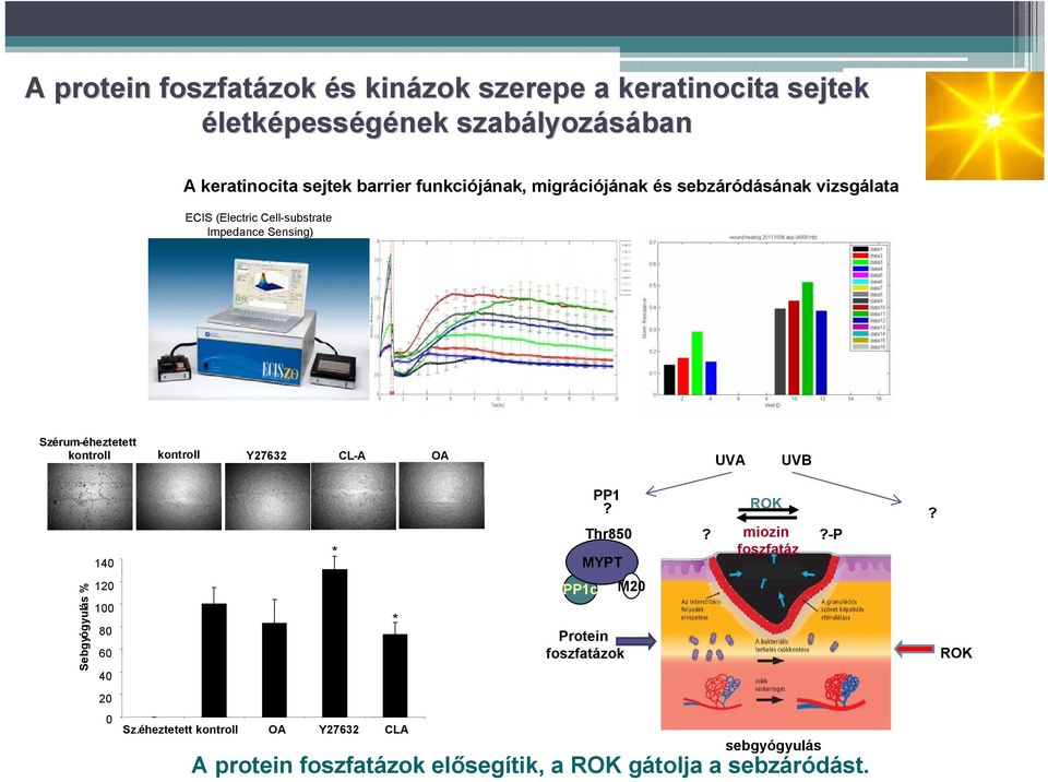 kontroll kontroll Y27632 CL-A OA UVA UVB Sebgyógyulás % 140 120 100 80 60 40 20 0 Sz.éheztetett kontroll OA Y27632 CLA * * PP1? ROK?