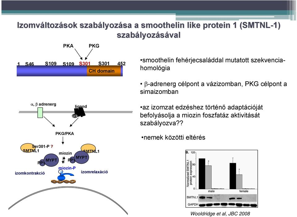 α, β adrenerg G ligand az izomzat edzéshez történő adaptációját befolyásolja a miozin foszfatáz aktivitását szabályozva?