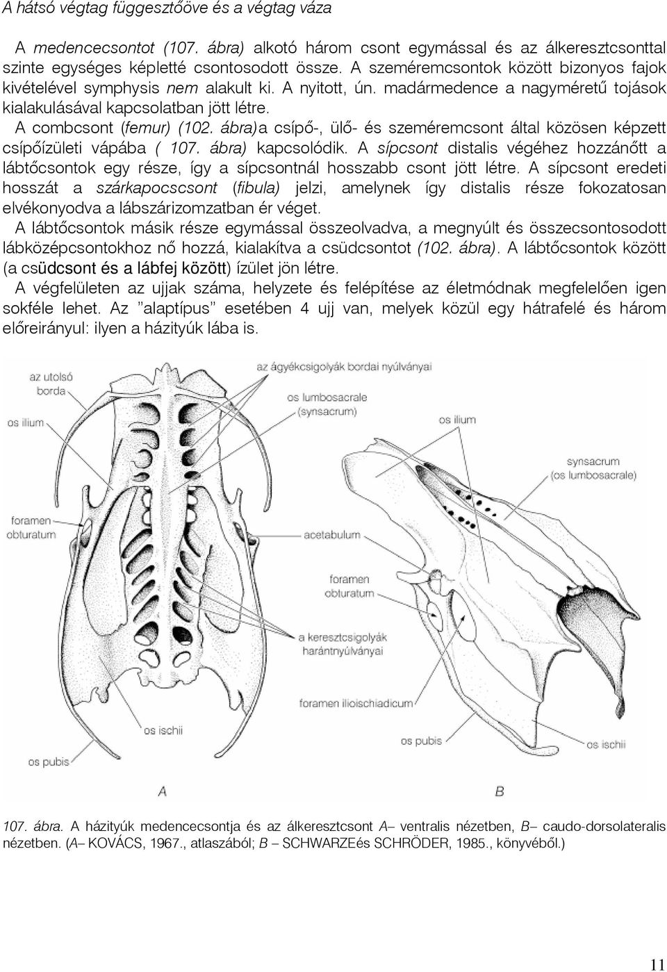 ábra)a csípô-, ülô- és szeméremcsont által közösen képzett csípôízületi vápába ( 107. ábra) kapcsolódik.