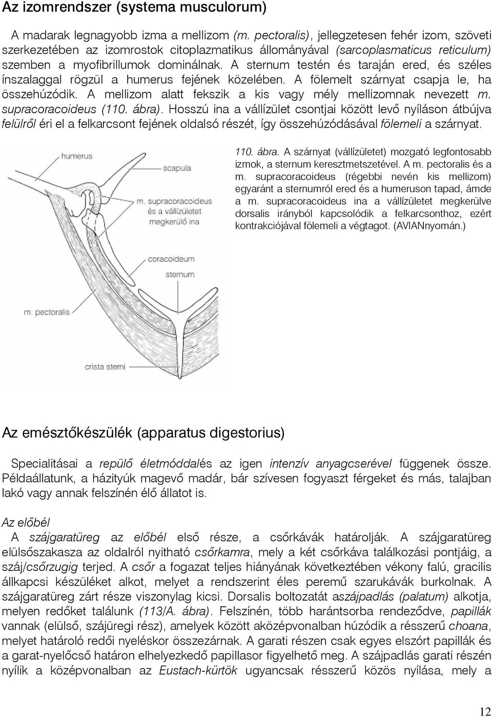 A sternum testén és taraján ered, és széles ínszalaggal rögzül a humerus fejének közelében. A fölemelt szárnyat csapja le, ha összehúzódik.