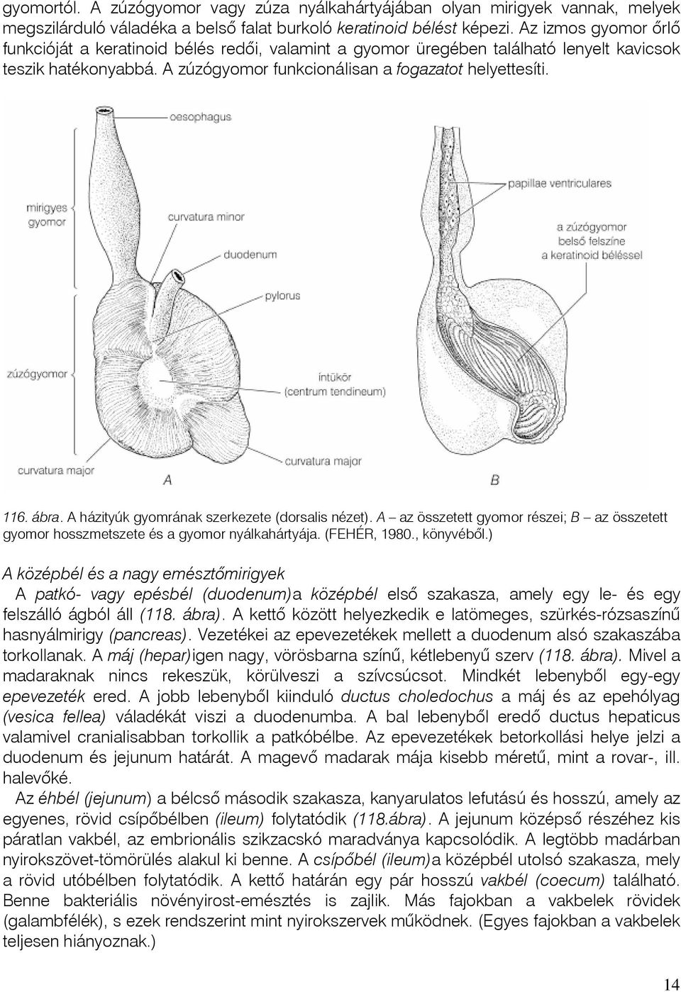 A házityúk gyomrának szerkezete (dorsalis nézet). A az összetett gyomor részei; B az összetett gyomor hosszmetszete és a gyomor nyálkahártyája. (FEHÉR, 1980., könyvébõl.