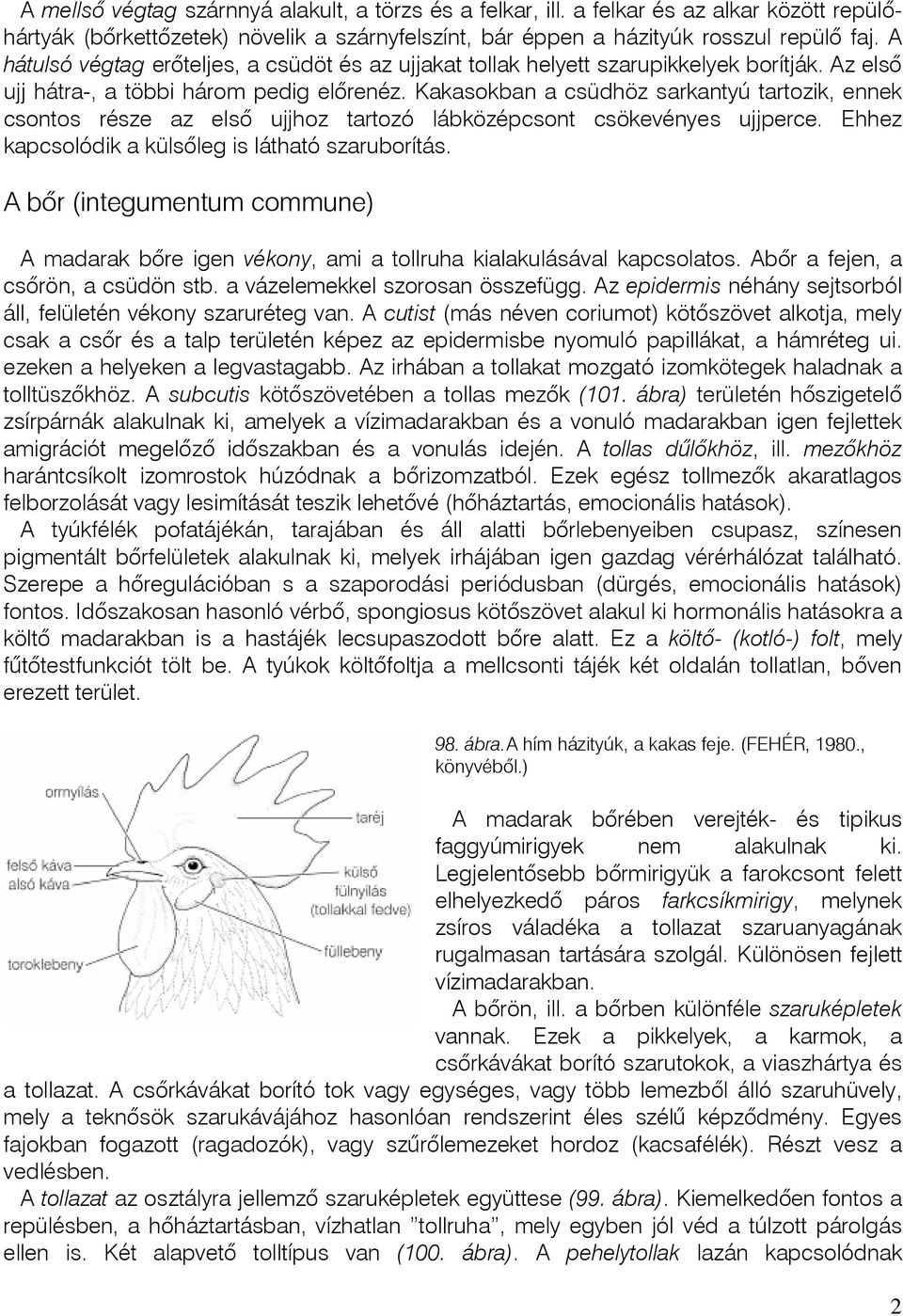 Kakasokban a csüdhöz sarkantyú tartozik, ennek csontos része az elsô ujjhoz tartozó lábközépcsont csökevényes ujjperce. Ehhez kapcsolódik a külsôleg is látható szaruborítás.