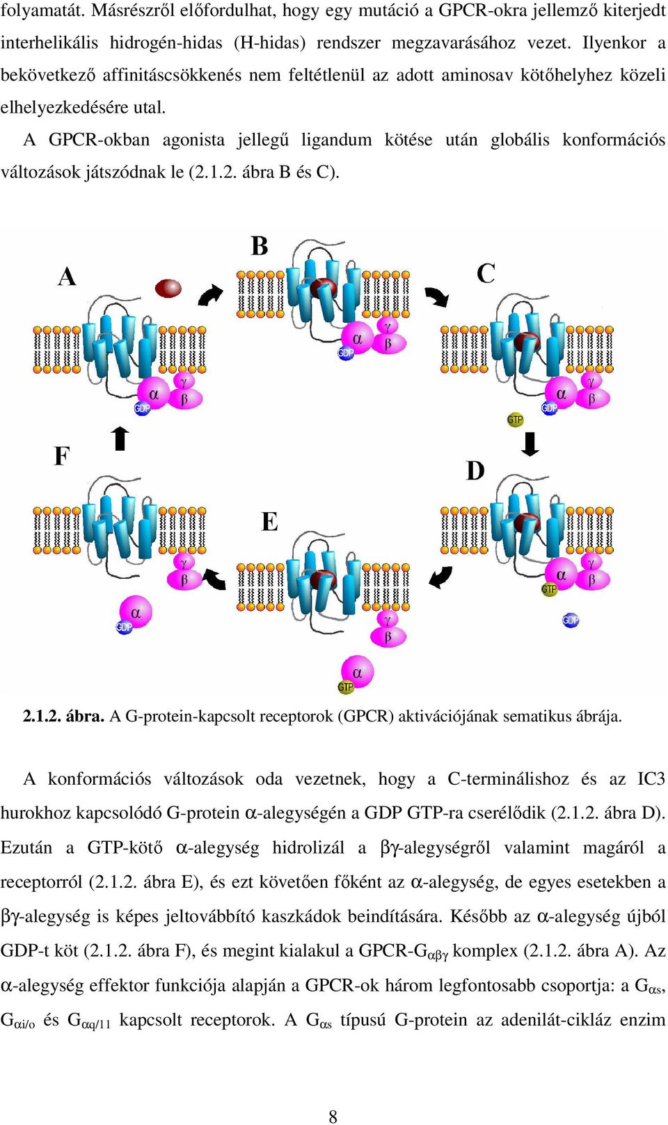 A GPCR-okban agonista jellegű ligandum kötése után globális konformációs változások játszódnak le (2.1.2. ábra B és C). 2.1.2. ábra. A G-protein-kapcsolt receptorok (GPCR) aktivációjának sematikus ábrája.