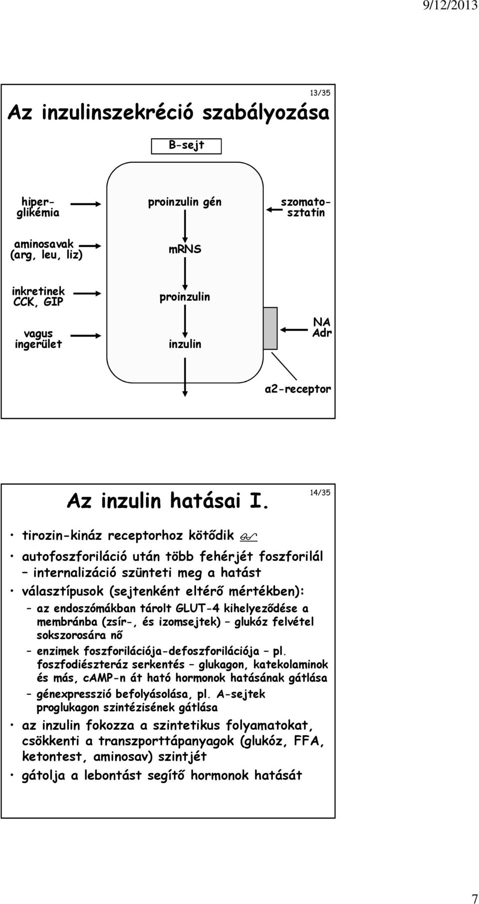 14/35 tirozin-kináz receptorhoz kötődik autofoszforiláció után több fehérjét foszforilál internalizáció szünteti meg a hatást választípusok (sejtenként eltérő mértékben): az endoszómákban tárolt