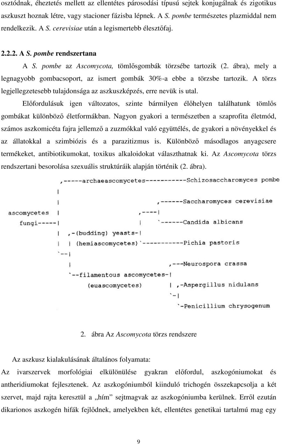 ábra), mely a legnagyobb gombacsoport, az ismert gombák 30%-a ebbe a törzsbe tartozik. A törzs legjellegzetesebb tulajdonsága az aszkuszképzés, erre nevük is utal.