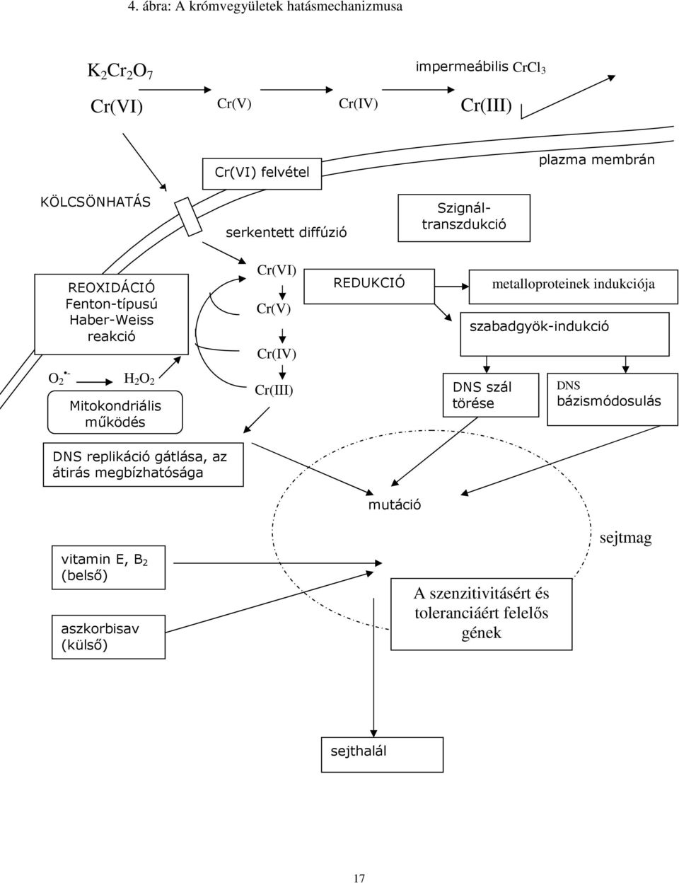 metalloproteinek indukciója szabadgyök-indukció O 2 - H 2 O 2 Mitokondriális működés Cr(III) DNS szál törése DNS bázismódosulás DNS replikáció