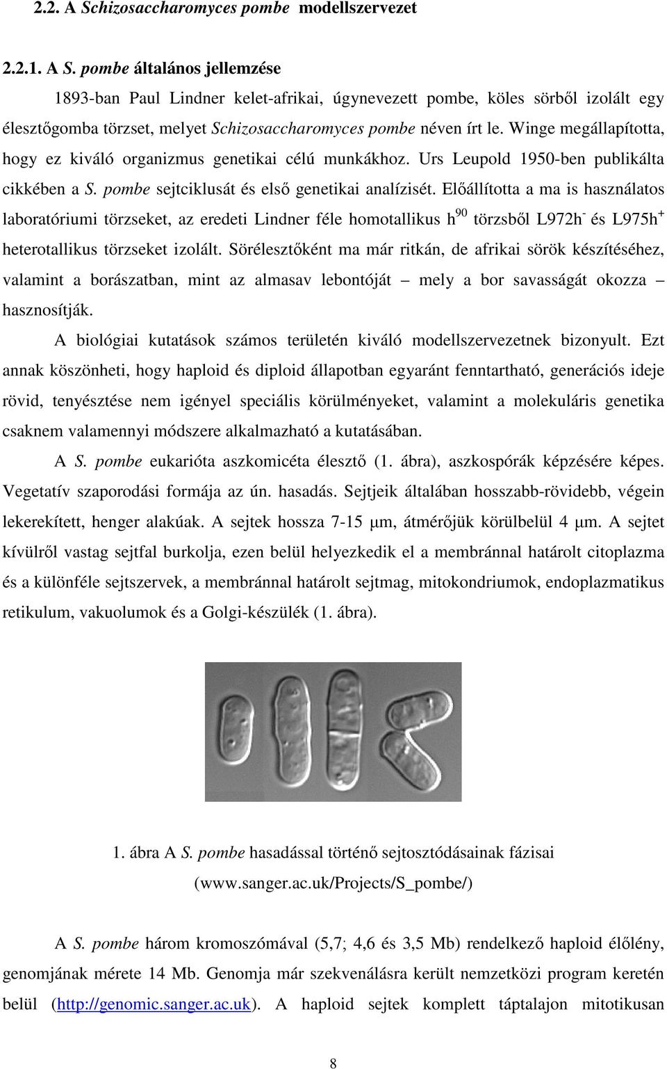 Előállította a ma is használatos laboratóriumi törzseket, az eredeti Lindner féle homotallikus h 90 törzsből L972h - és L975h + heterotallikus törzseket izolált.