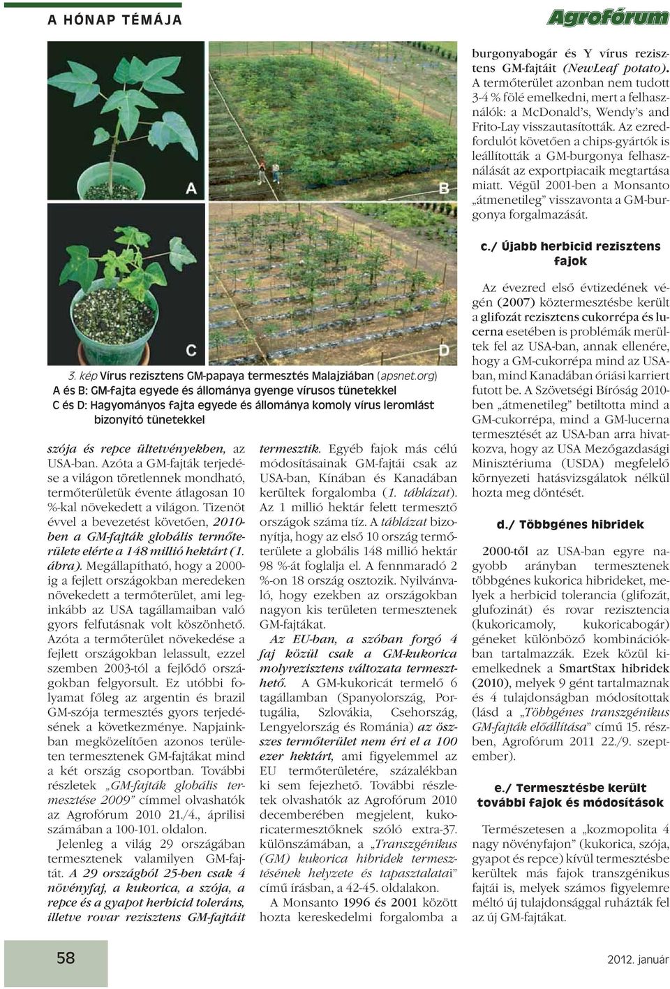 c./ Újabb herbicid rezisztens fajok 3. kép Vírus rezisztens GM-papaya termesztés Malajziában (apsnet.