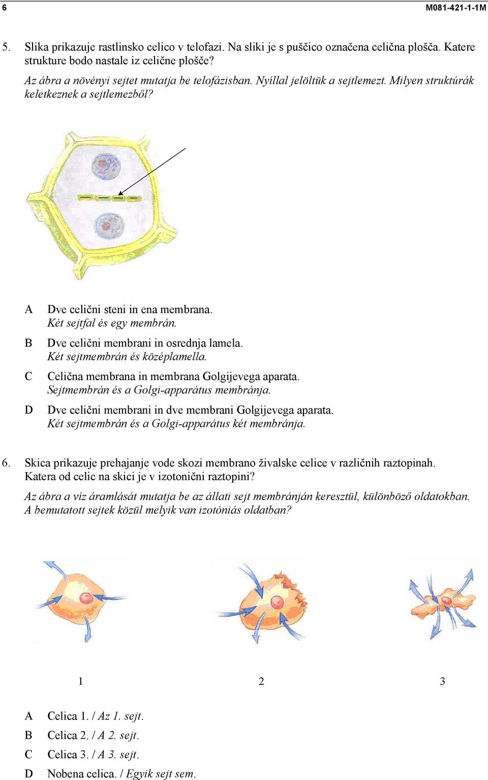 ve celični membrani in osrednja lamela. Két sejtmembrán és középlamella. elična membrana in membrana Golgijevega aparata. Sejtmembrán és a Golgi-apparátus membránja.