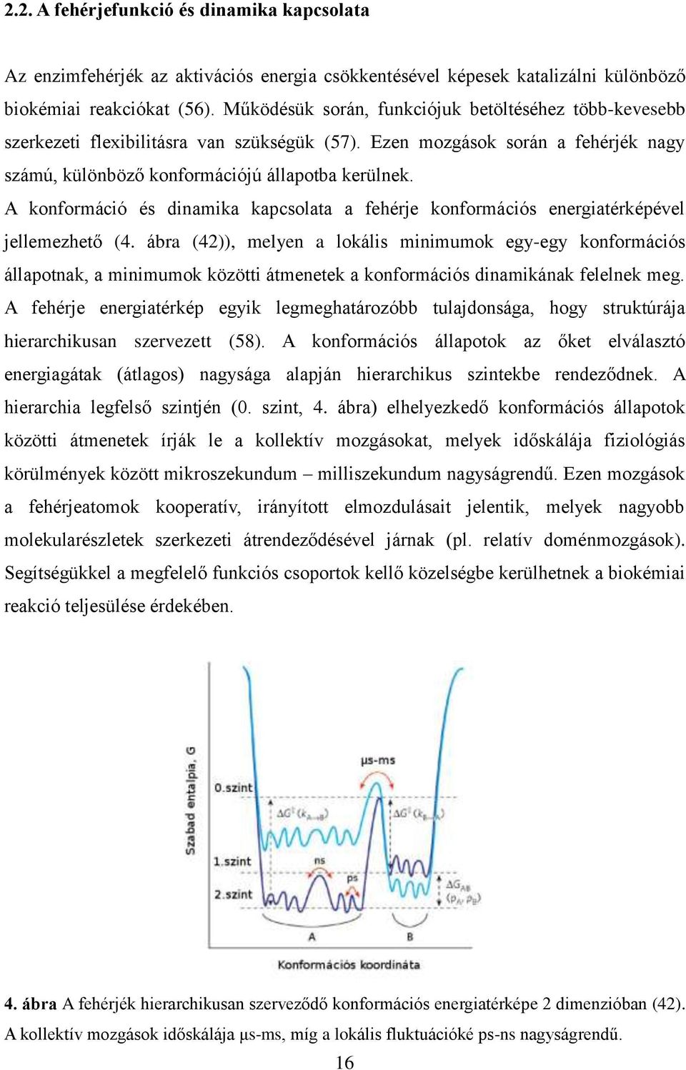 A konformáció és dinamika kapcsolata a fehérje konformációs energiatérképével jellemezhető (4.