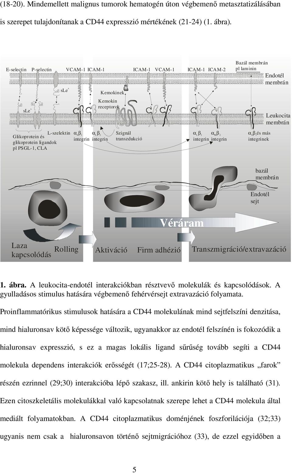 integrin Szignál transzdukció α L β 2 α Μ β 2 integrin integrin Ba zál membrán pl laminin Endotél membrán α 4 β 1 és más integrinek Leukocita membrán bazál membrán Endotél sejt Véráram Laza