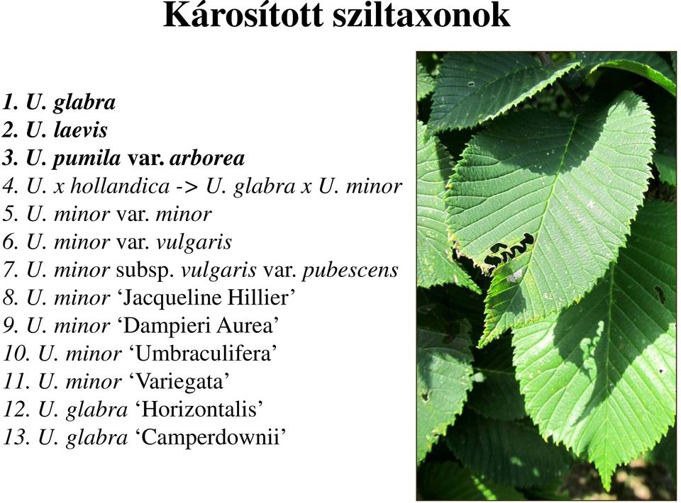vulgaris var. pubescens 8. U. minor Jacqueline Hillier 9. U. minor Dampieri Aurea 10. U. minor Umbraculifera 11.