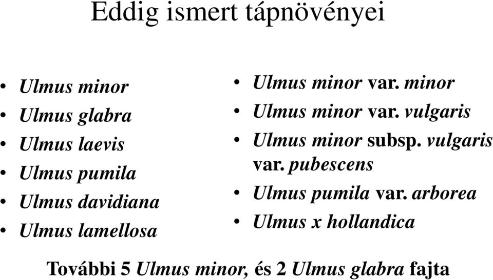 minor Ulmus minor var. vulgaris Ulmus minor subsp. vulgaris var.