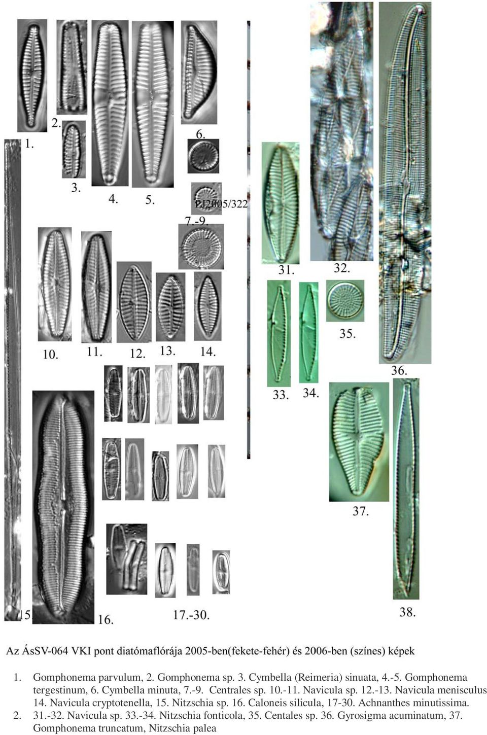 Navicula cryptotenella, 15. Nitzschia sp. 16. Caloneis silicula, 17-30. Achnanthes inutissia. 2. 31.