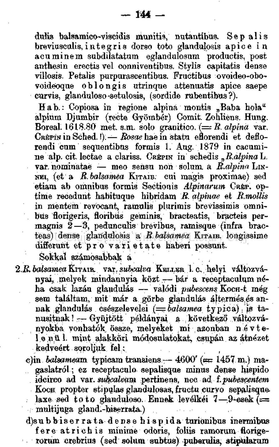 : Gopiosa in regioné alpina montis Baba hola" alpium Djumbir (recte Gyömbér) Comit. Zohliens. Hung. Boreal. 1618.80 met. s.m. solo granitico. ( = R. alpina var. CRÉPÍIÍ in Sehed.