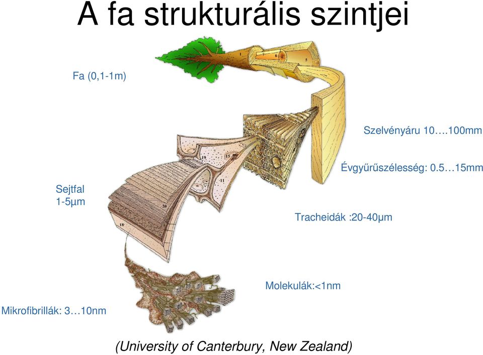 5 15mm Sejtfal 1-5µm Tracheidák :20-40µm