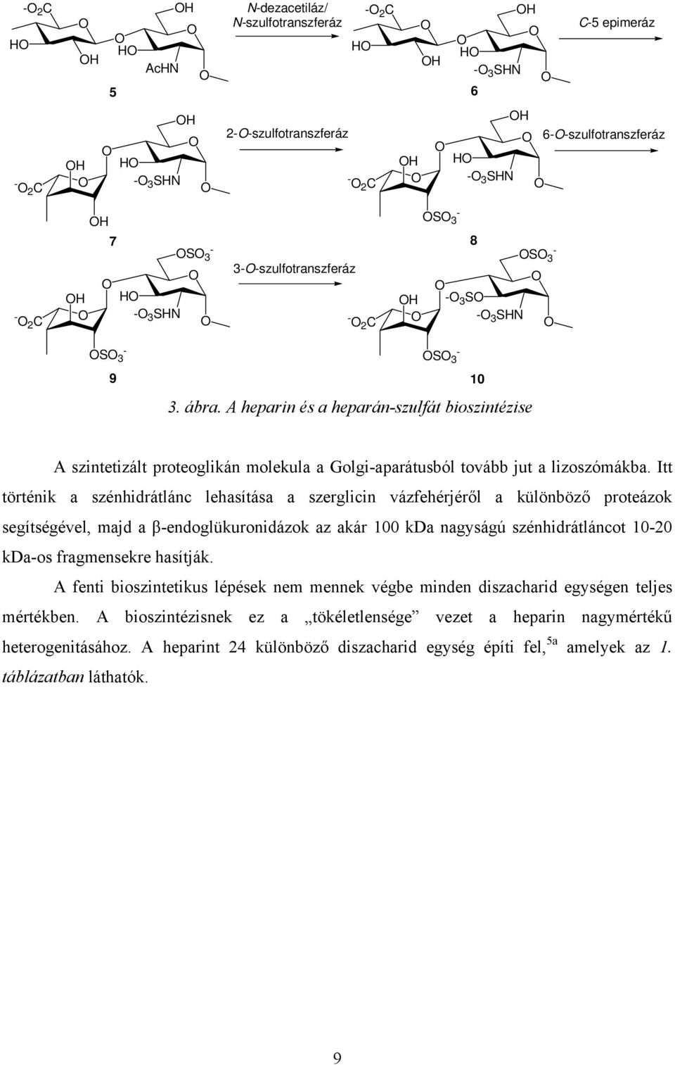 A heparin és a heparán-szulfát bioszintézise A szintetizált proteoglikán molekula a Golgi-aparátusból tovább jut a lizoszómákba.