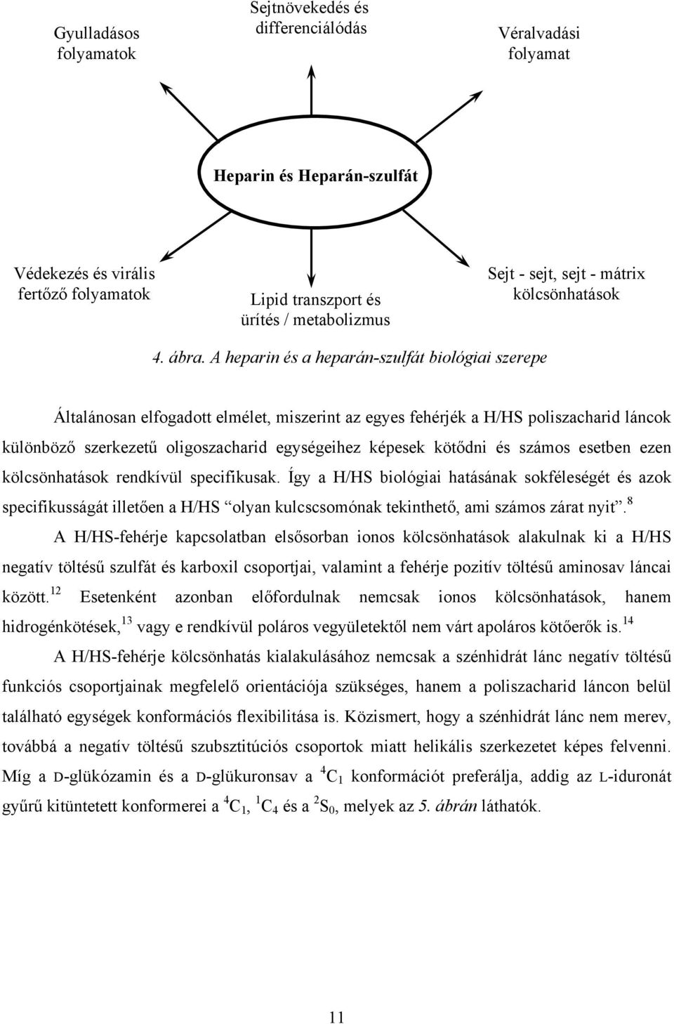 A heparin és a heparán-szulfát biológiai szerepe Általánosan elfogadott elmélet, miszerint az egyes fehérjék a H/HS poliszacharid láncok különböző szerkezetű oligoszacharid egységeihez képesek