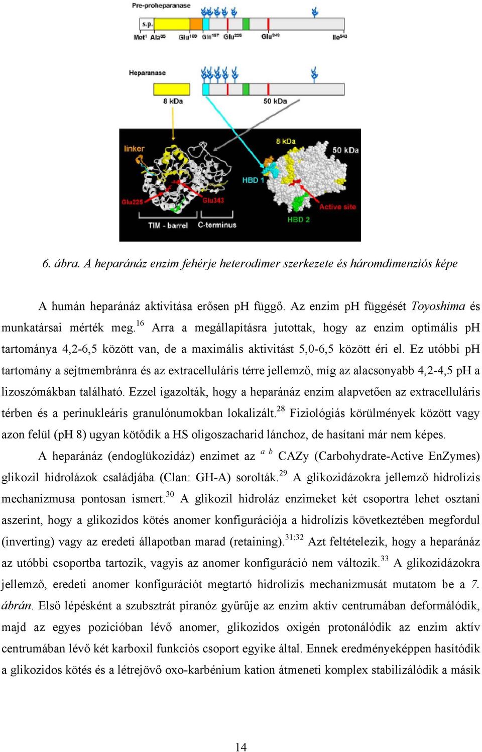 Ez utóbbi ph tartomány a sejtmembránra és az extracelluláris térre jellemző, míg az alacsonyabb 4,2-4,5 ph a lizoszómákban található.