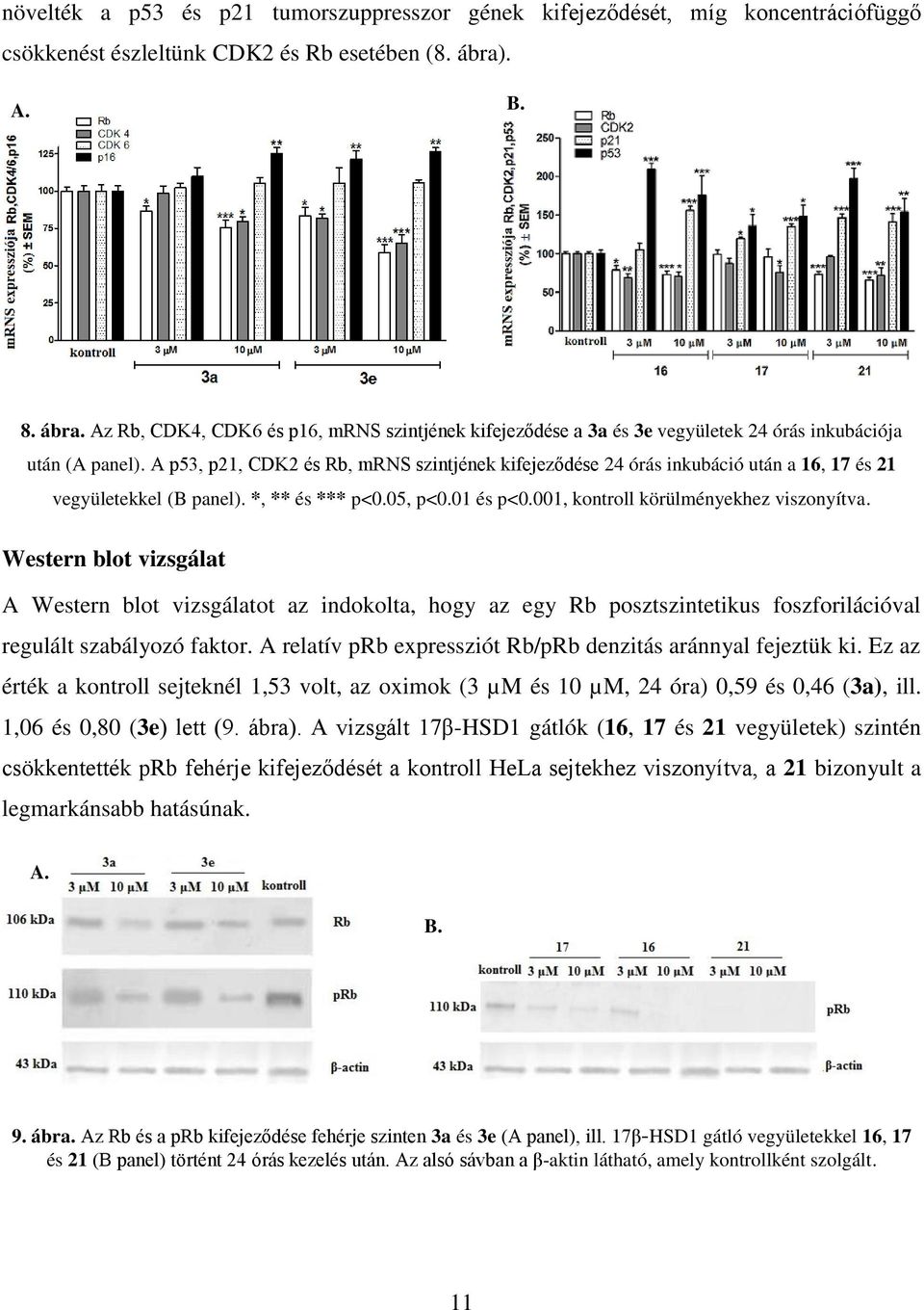 A p53, p21, CDK2 és Rb, mrns szintjének kifejeződése 24 órás inkubáció után a 16, 17 és 21 vegyületekkel (B panel). *, ** és *** p<0.05, p<0.01 és p<0.001, kontroll körülményekhez viszonyítva.