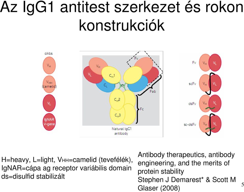 ds=disulfid stabilizált Antibody therapeutics, antibody engineering,