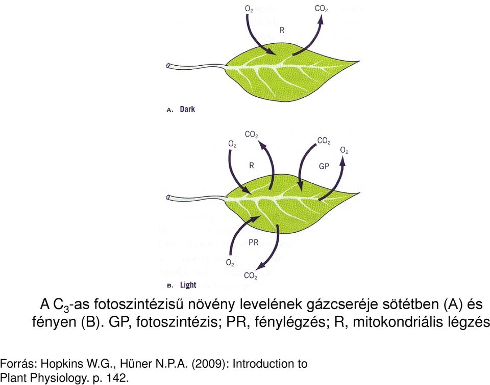 GP, fotoszintézis; PR, fénylégzés; R, mitokondriális