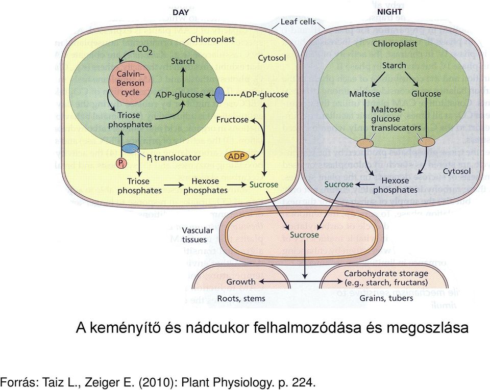 Forrás: Taiz L., Zeiger E.