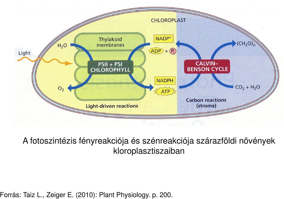 kloroplasztiszaiban Forrás: Taiz L.