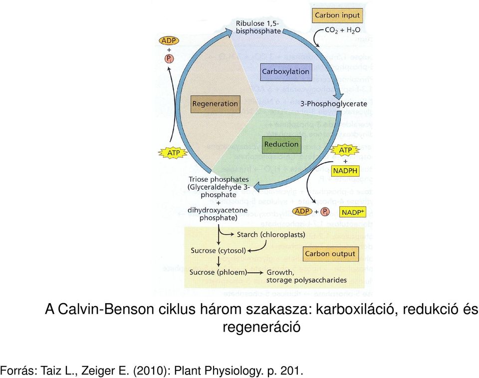 és regeneráció Forrás: Taiz L.