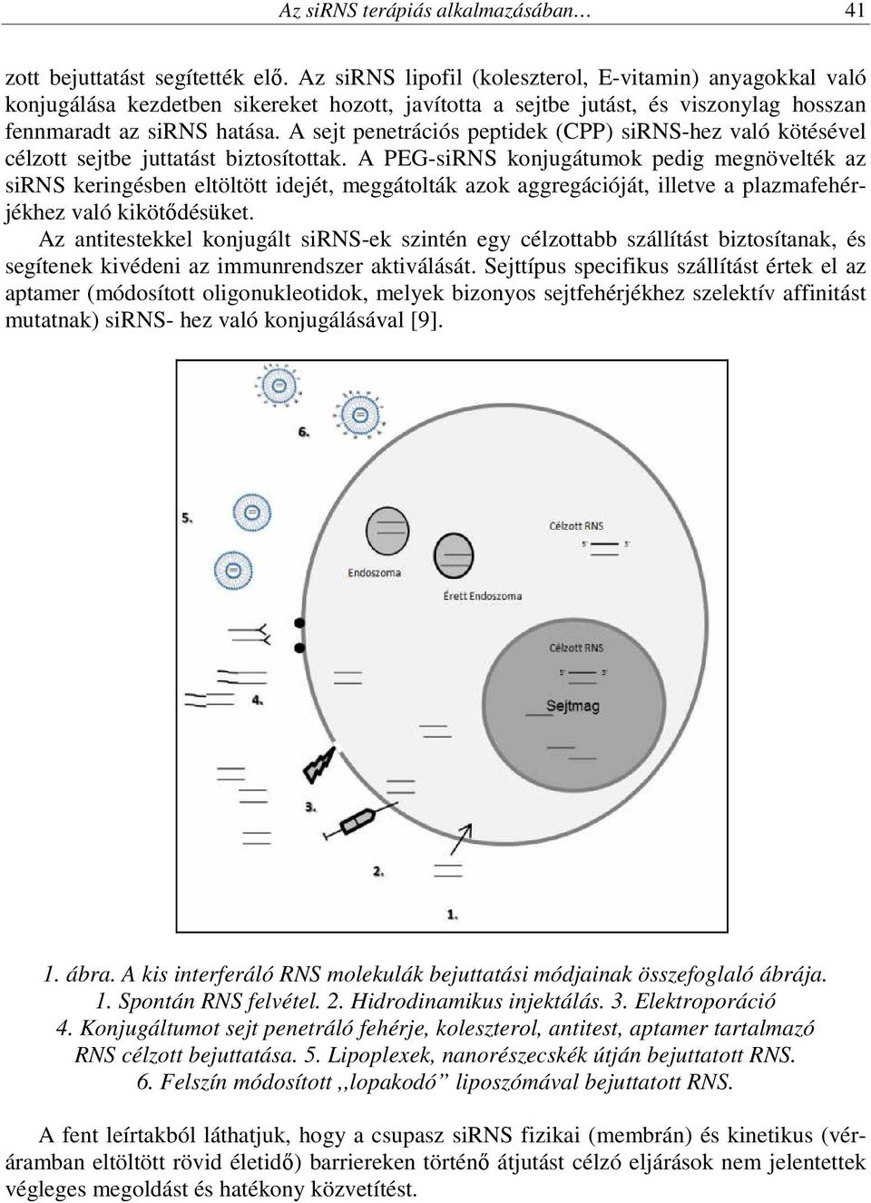 A sejt penetrációs peptidek (CPP) sirns-hez való kötésével célzott sejtbe juttatást biztosítottak.