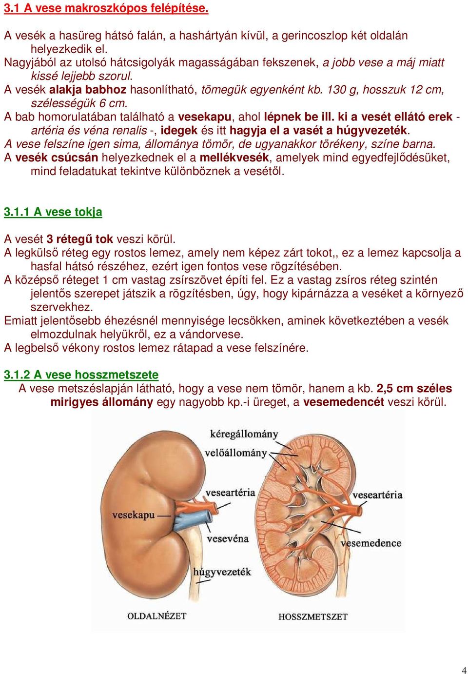 A bab homorulatában található a vesekapu, ahol lépnek be ill. ki a vesét ellátó erek - artéria és véna renalis -, idegek és itt hagyja el a vasét a húgyvezeték.